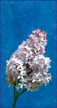 Image alatoire