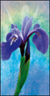 Image alatoire