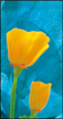 Image alatoire