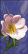 Image alatoire