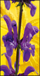 Image alatoire